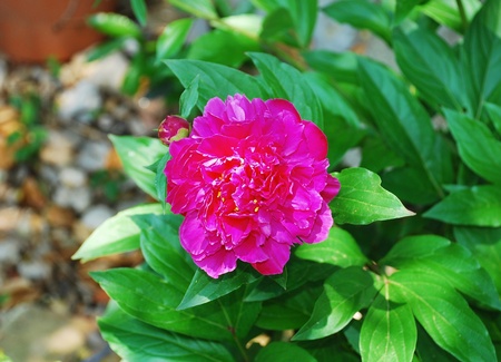 A beautiful pink peony flower in full bloomの写真素材