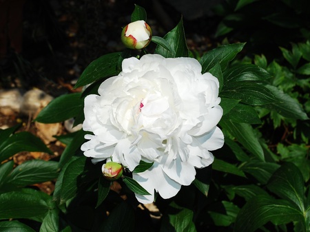 A beautiful white peony flower in full bloomの写真素材