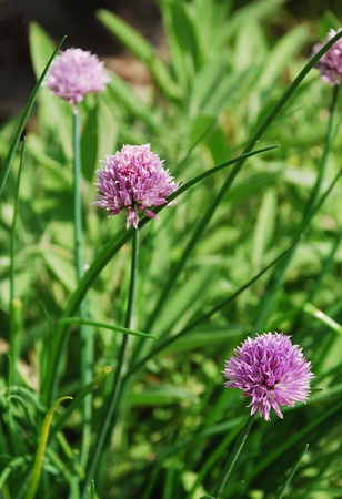 The lilac flowers of a blossoming chive plantの写真素材