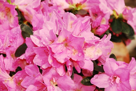 Flower detail on a pink azalea kirin  の写真素材