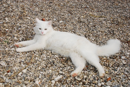 An 18 month old white tom cat relexing on loose stone groundの写真素材