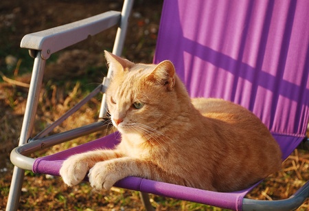 A two year old ginger tabby tom cat sitting on a purple fabric garden chair in the later afternoon sun の写真素材