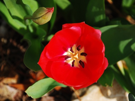 A close up of a beautiful single red tulip and an unopened budの写真素材