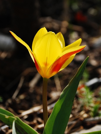 A close up of a beautiful single yellow tulip の写真素材