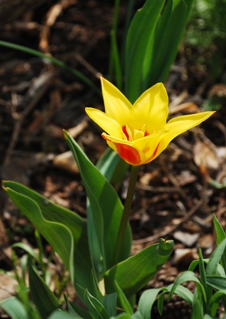 A close up of a beautiful single yellow tulip の写真素材