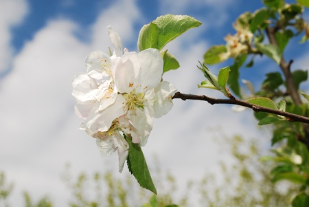 The young leaves growing on an apple tree in spring (mid April) の写真素材