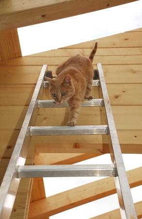 A ginger tabby tom cat descends a ladder inside a partially-constructed wooden house の写真素材