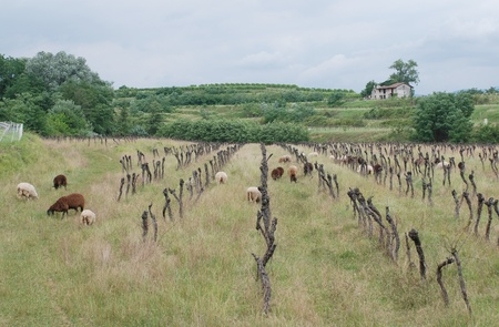 Sheep amongst grape vines which have been left to die in a field in Friuli, north east Italy の写真素材