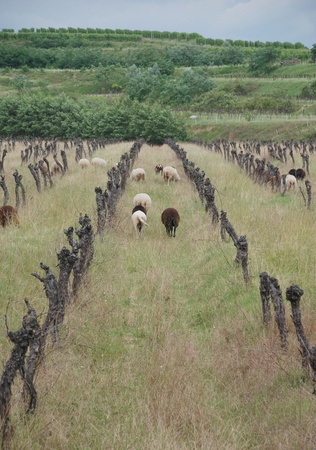 Sheep amongst grape vines which have been left to die in a field in Friuli, north east Italy の写真素材