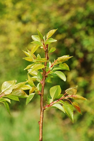 The young leaves growing on an apricot tree (variety Tyrinthos) in spring (mid April)の写真素材