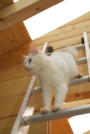 A white tom cat descends a ladder inside a partially-constructed wooden houseの写真素材
