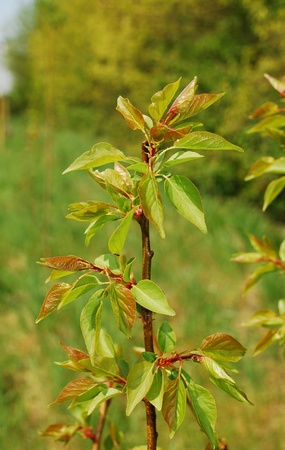 The young leaves growing on an apricot tree (variety Tyrinthos) in spring (mid April)の写真素材