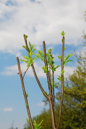 The young leaves growing on a Santa Rosa Plum tree (Prunus Salicina) in spring (mid April)の写真素材