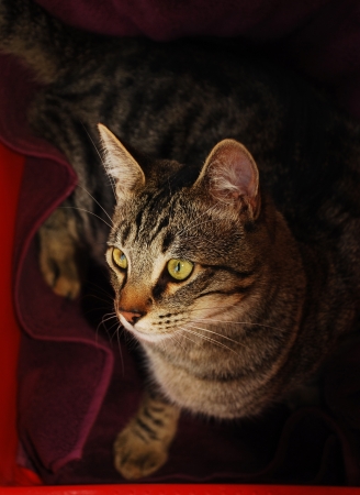 A one year old male gray tabby cat looking to his side in natural lighting.の写真素材