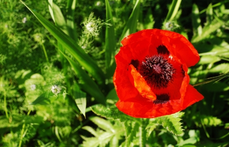 A giant red poppy in natural sunlight with various grasses and other plants in the background. Photographed in north east Italy.の写真素材