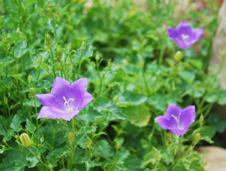 Flowers on a perennial Campanula Carpatica plant from the Campanulaceae family, also known as the Tussock Bellflower, American Harebell, Carpathian Harebell and Carpatian Bell Flowerの写真素材