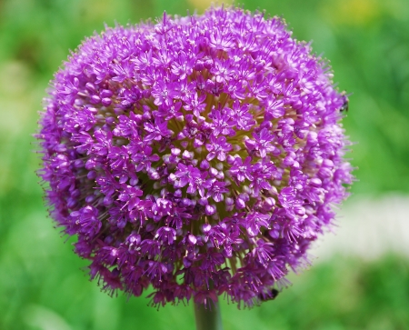 The flower of the Giant Onion の写真素材