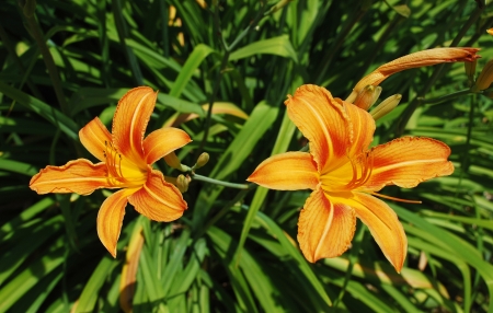 Two orange lily flowers, growing wild in north east Italy
の写真素材