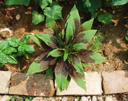 An Amaranthus Tricolor plant growing in a garden, a variety of amaranth which is eaten as a leaf vegetable and is also known as Callaloo or Joseph's Coat.
の写真素材