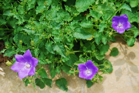 Flowers on a perennial Campanula Carpatica plant from the Campanulaceae family, also known as the Tussock Bellflower, American Harebell, Carpathian Harebell and Carpatian Bell Flower
の写真素材