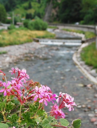 Pink geraniums with a flowing river in the backgroundの写真素材