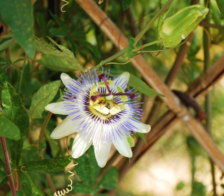A single Bluecrown Passiflora flower, also known as Passilfora Caerulea, an evergreen tendril climbing vine
の写真素材