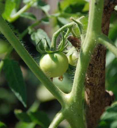 Small under ripe tomatoes growing on the vineの写真素材