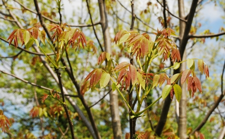 The young leaves growing on a walnut tree in spring (mid April)
の写真素材