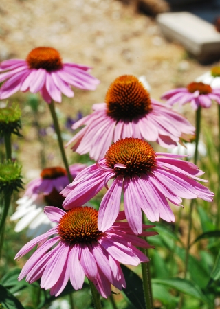 Echinacea Purpurea flowers, also known as Coneflowers an herbaceous flowering perennial plant from the Asteraceae daisy family の写真素材