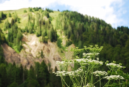 A wild flower growing at the edge of a field with the Friulian Dolomites in the backgroundの写真素材