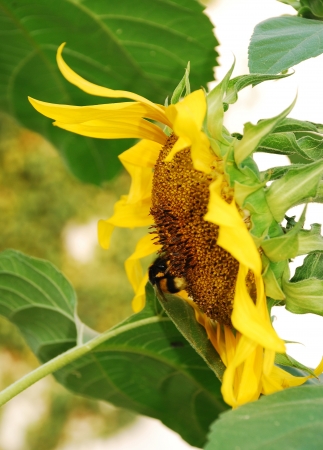 A bumblebee on a sunflower headの写真素材
