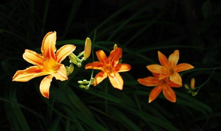 Orange lily flowers, growing wild in north east Italy  The focus is on the one on the left which is in direct sunlightの写真素材