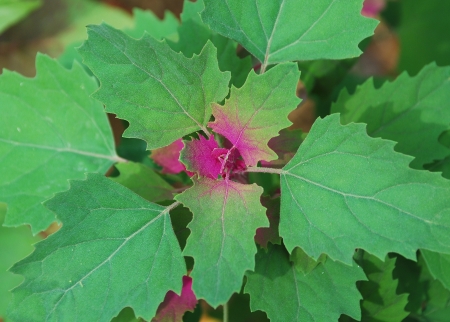 A young Tree Spinach plant  Chenopodium Giganteum , an annual leafy vegetable also known as Magenta Spreen, Purple Goosefoot and Giant Lambsquartersの写真素材