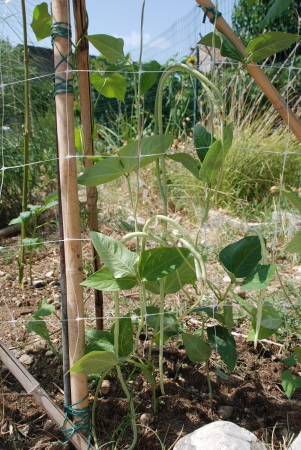 Vigna Unguiculata Sesquipedalis pods growing supported by plastic netting  These annual beans are also known as yardlong bean, bora, long-podded cowpea, asparagus bean, pea bean,  snake bean and Chinese long bean の写真素材