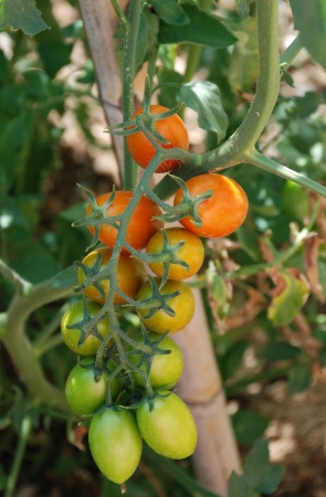 Date tomatoes ripening on the vineの写真素材