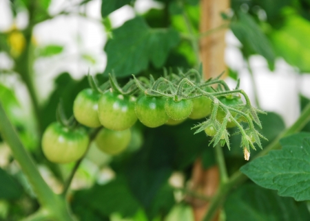 Tomatoes growing on the vine - the focus is on the one nearest to the cameraの写真素材