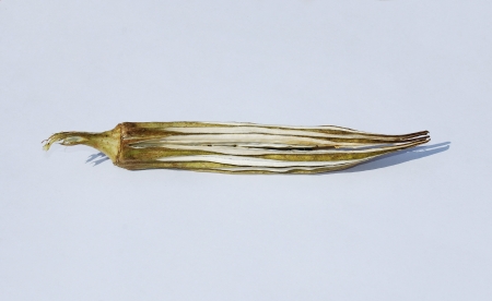 A dried okra pod on a white surfaceの写真素材