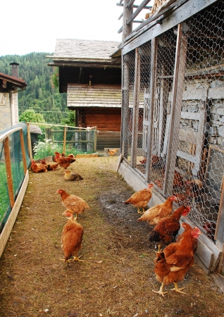 A brood of brown red chickens in their fenced enclosure with coop in rural north east Italyの写真素材