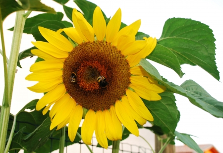Two bumblebees on a sunflower headの写真素材