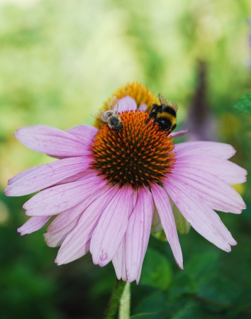 An Echinacea Purpurea flowerの写真素材