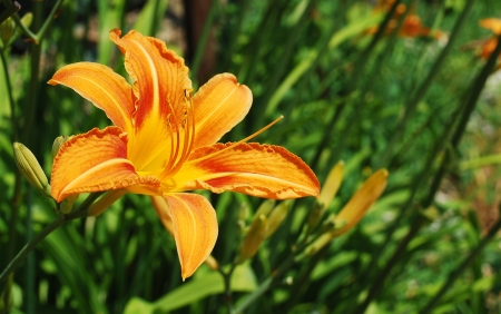 An orange lily flowerの写真素材