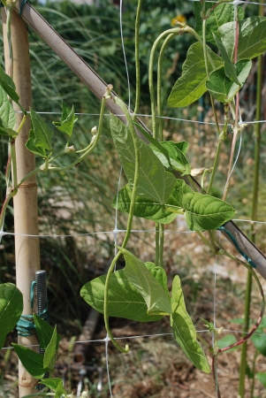 Vigna Unguiculata Sesquipedalis pods 