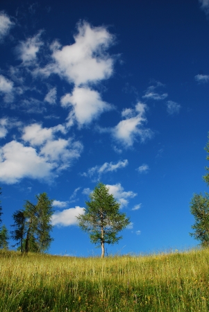 Trees at the top of a grassy slope in the Italian Dolomites with cumulus fractus clouds in the skyの写真素材