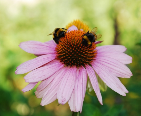 An Echinacea Purpurea flower, also known as Coneflowers  herbaceous flowering perennial plants from the Asteraceae daisy family   Bumble bees can be seen on the flowerの写真素材