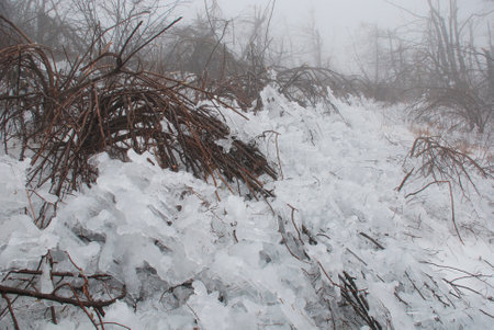 Heavy rine starts falling from trees as it melts in Canebola  Friuli, Italy  on 8th February 2014  The area suffered massive tree damage over several days due to the rime and remains under very low cloud coverのeditorial素材
