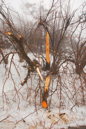 Canebola  Friuli, Italy  on 8th February 2014  The area suffered massive tree damage over several days due to the rime and remains under very low cloud cover, hence the poor lighting conditionsのeditorial素材