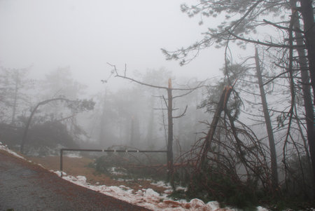 Canebola  Friuli, Italy  on 8th February 2014  The area suffered massive tree damage over several days due to the rime and remains under very low cloud cover, hence the poor lighting conditionsのeditorial素材
