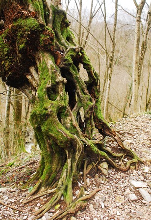 An old twisted moss covered tree in a Slovenian forest near Kobaridの写真素材