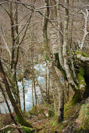Forest near Kobarid in Slovenia on the banks of the Soca  or Isonzo  riverの写真素材