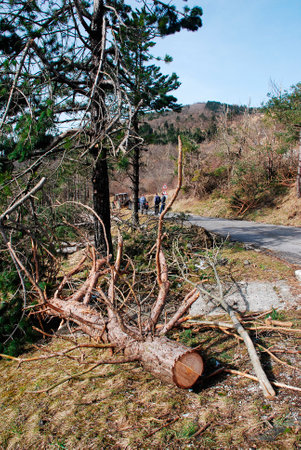 Trees damaged following recent heavy rime near Canebola (Friuli, Italy) on 18th February 2014. The area suffered massive tree damage over several days due to the rime, as did the nearby area of Slovenia 
のeditorial素材
